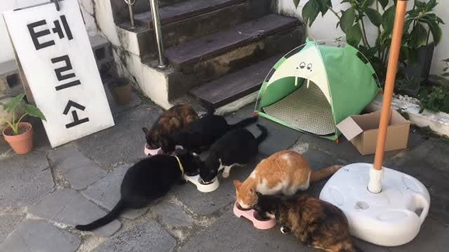 카페 안에서 쉬고 있는 고양이들