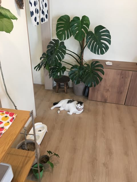 가게 입구와 고양이